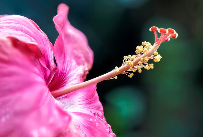Tropical Beauties